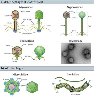 Phages in the Gut Ecosystem